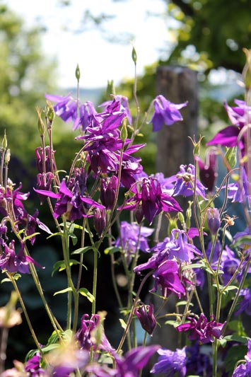 Blumen-Martinelli-Naturgärten