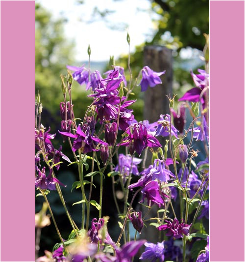 Blumen-Martinelli-Naturgärten