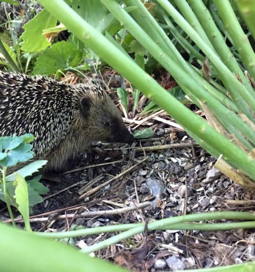 Igel-Martinelli-Naturgärten